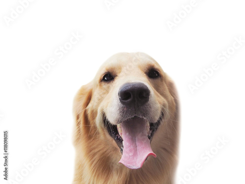 Dog Golden Central Intelligence lovely temperament good health. The cheerful colors, polished brass.