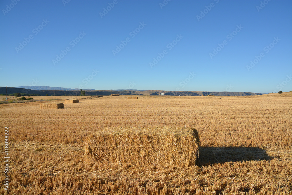 Fototapeta premium fardo de paja en un campo de cereales