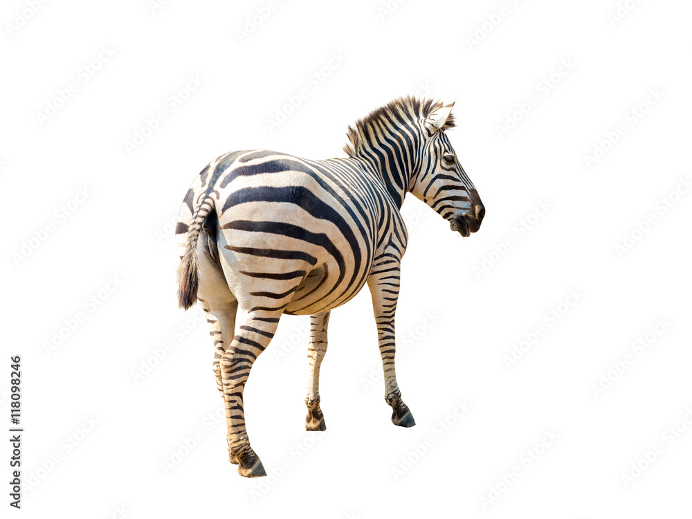 Fototapeta premium alive zebra with striped pattern on its skin, isolated on white
