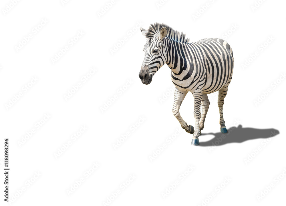 alive zebra with striped pattern on its skin, isolated on white - obrazy, fototapety, plakaty 