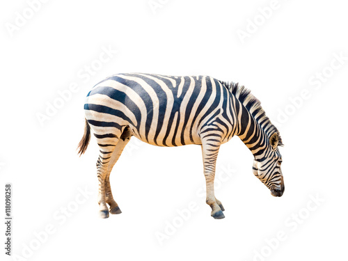 alive zebra with pattern on its skin, isolated on white