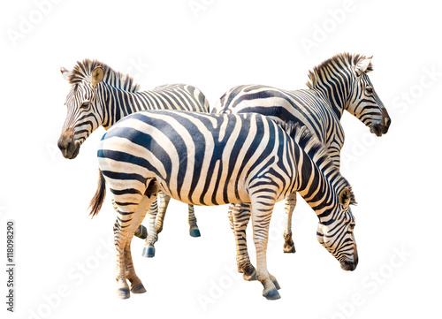 alive zebra with striped pattern on its skin, isolated on white