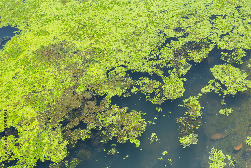 moss cover the river, water lettuec (Pistia stratiotes L.) plant in swamp.