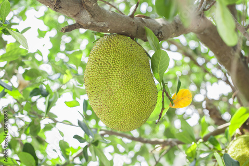 Jackfruit on the tree with green leaves blur background  baby green jackfruit.