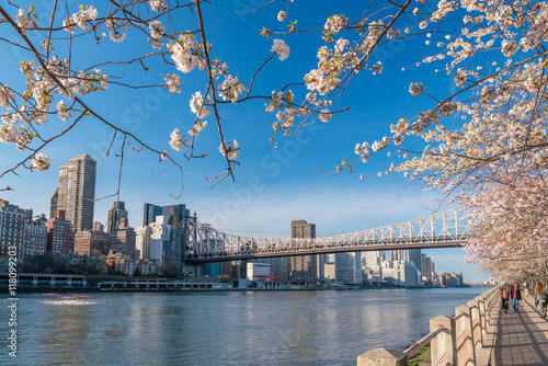 Canvas Print Roosevelt Island during cherry blossom in New York City