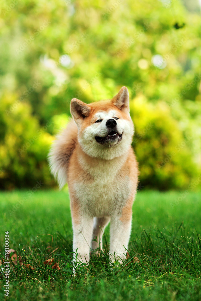 Vertical portrait of one puppy teenager dog of japanese breed akita inu with long white and red fluffy coat standing outdoors on green grass on summer sunny day Vertical portrait of one puppy teenager dog of japanese breed akita inu with long white and red fluffy coat standing outdoors on green grass on summer sunny day