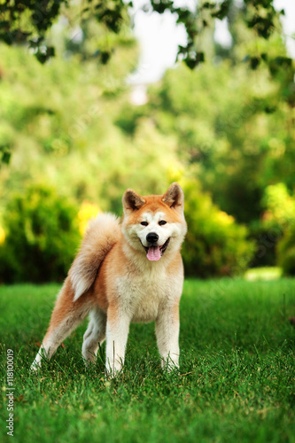 Photographie Vertical portrait of one puppy teenager dog of japanese breed akita inu with lon