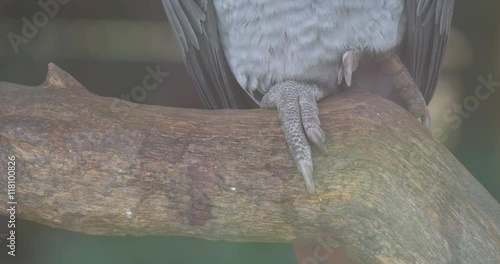 Close View of the African Grey Parrot's Moving Feet photo