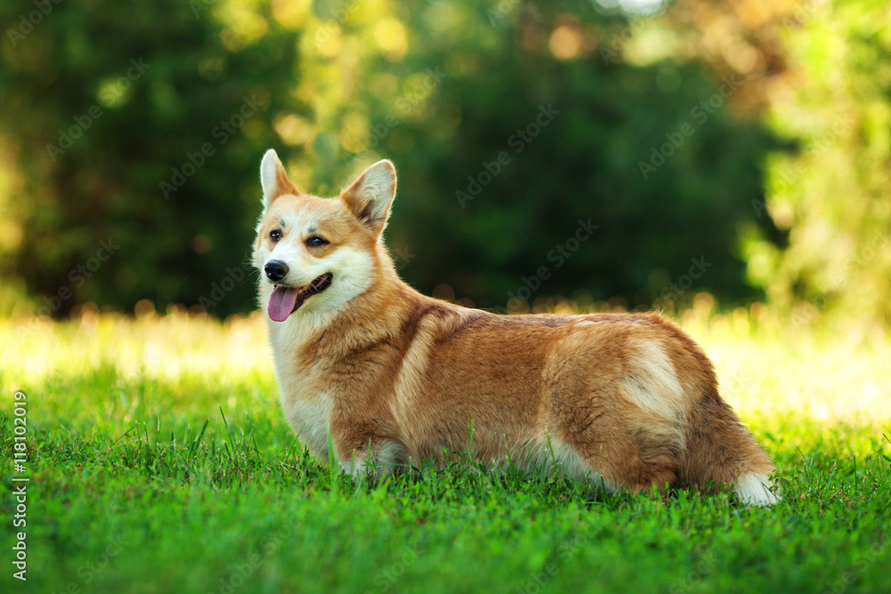 Horizontal portrait of one dog of welsh corgi pembroke breed with white and red coat with tongue, standing outdoors on green grass on summer sunny day Horizontal portrait of one dog of welsh corgi pembroke breed with white and red coat with tongue, standing outdoors on green grass on summer sunny day