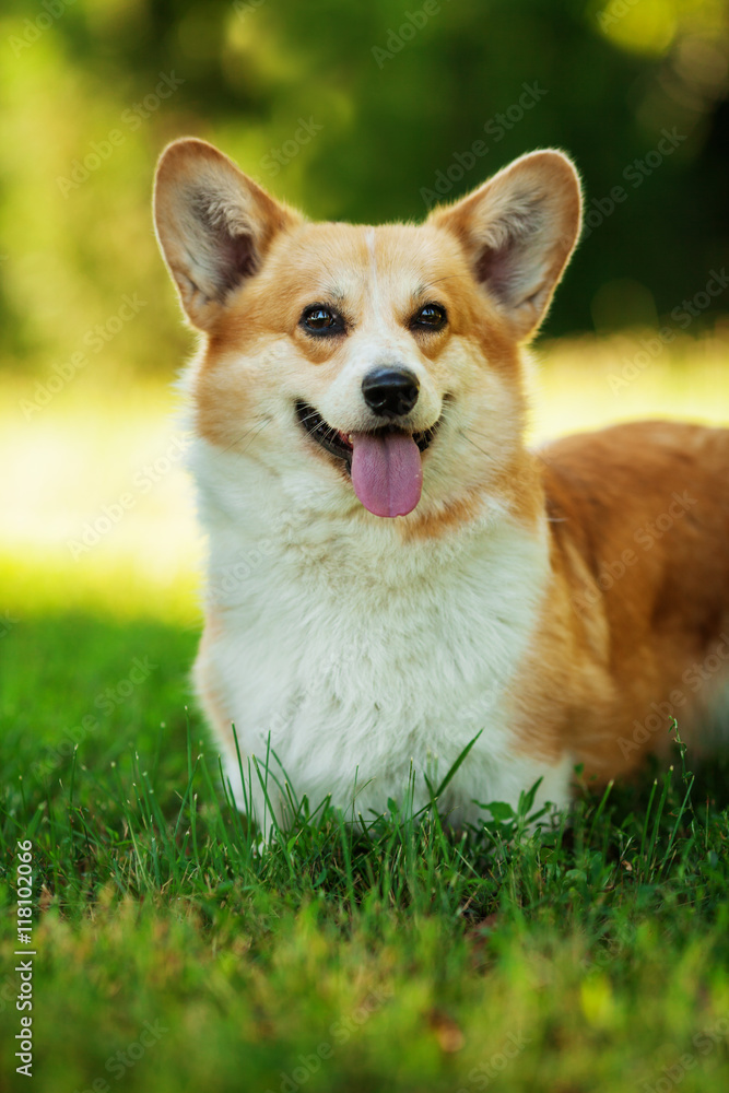 Vertical portrait of one dog of welsh corgi pembroke breed with white and red coat with tongue, outdoors on green grass on summer sunny day