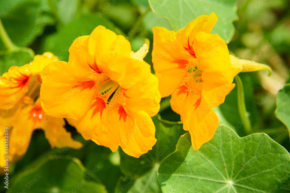Orange Nasturtium flower Orange Nasturtium flower