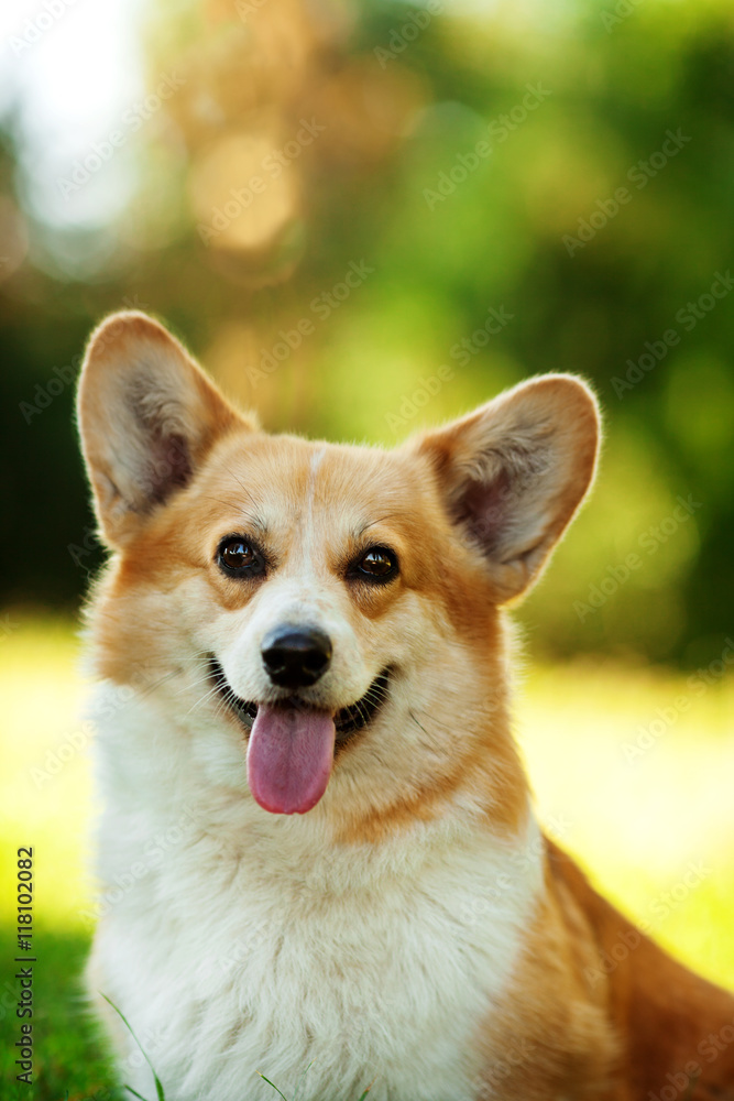 One dog of welsh corgi pembroke breed with white and red coat with tongue, outdoors on green grass on summer sunny day