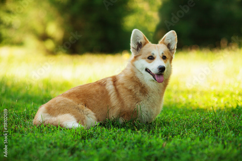 Horizontal portrait of one dog of welsh corgi pembroke breed with white and red coat with tongue, sitting outdoors on green grass on summer sunny day