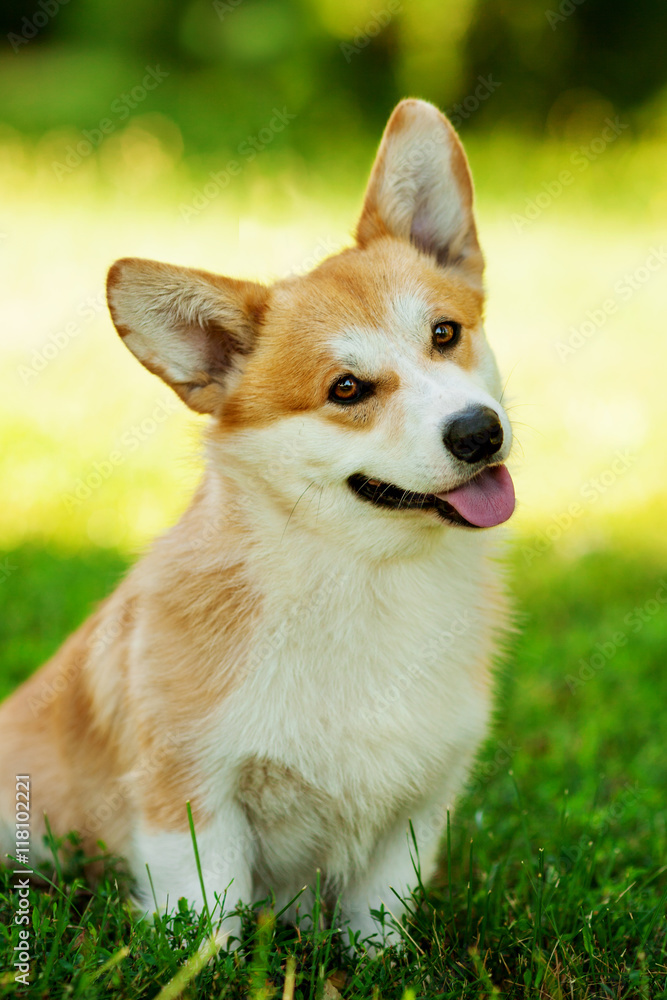 Vertical portrait of one dog of welsh corgi pembroke breed with white and red coat with tongue, outdoors on green grass on summer sunny day