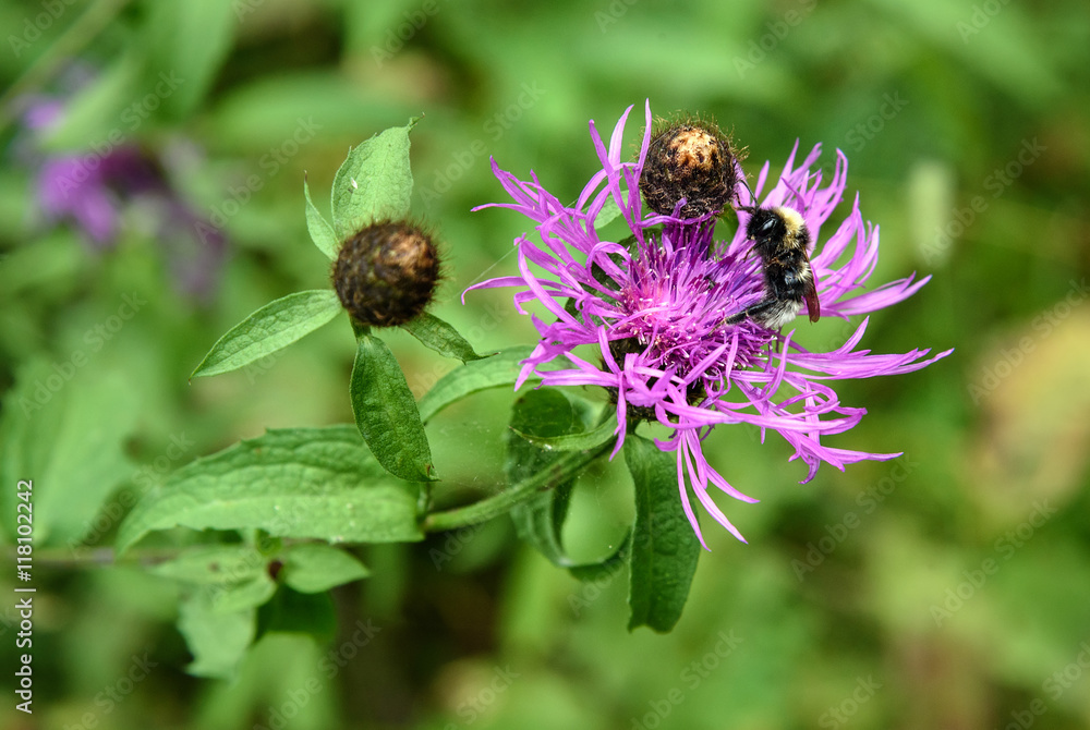 Centaurea jacea flower with bumblebee Centaurea jacea flower with bumblebee
