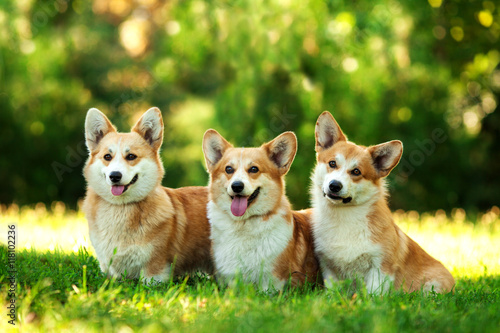 Three dogs of welsh corgi pembroke breed with white and red coat with tongue, sitting outdoors on green grass on summer sunny day photo