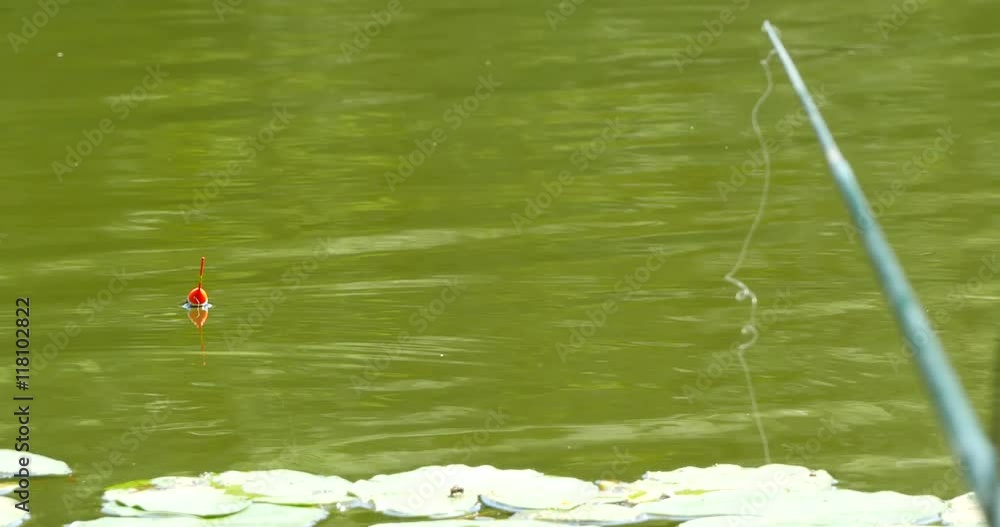 Catching of fish. Fishing bobber on the water. Catching of fish. Fishing bobber on the water.