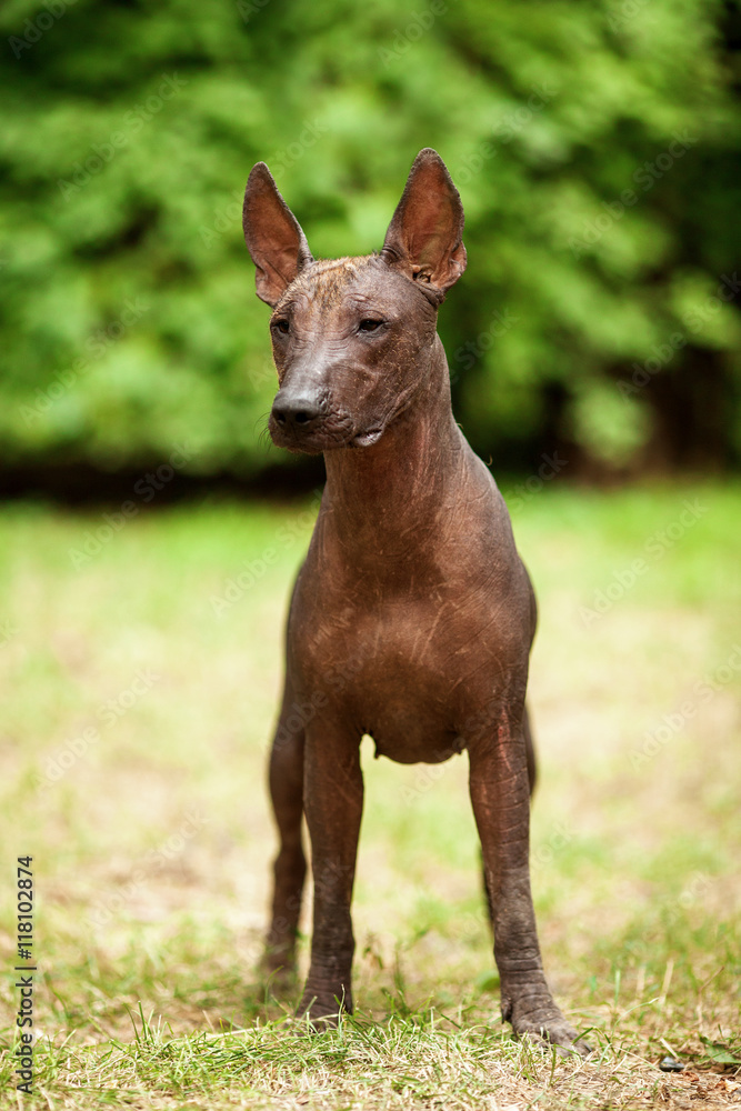 Vertical portrait of one dog of Xoloitzcuintli breed, mexican hairless dog of black color of standart size, standing outdoors on ground with green grass and trees on background on summer sunny day Vertical portrait of one dog of Xoloitzcuintli breed, mexican hairless dog of black color of standart size, standing outdoors on ground with green grass and trees on background on summer sunny day