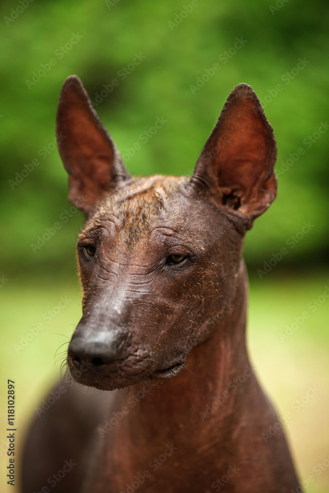 Vertical portrait of one dog of Xoloitzcuintli breed, mexican hairless dog of black color of standart size, standing outdoors on ground with green grass and trees on background on summer sunny day Vertical portrait of one dog of Xoloitzcuintli breed, mexican hairless dog of black color of standart size, standing outdoors on ground with green grass and trees on background on summer sunny day
