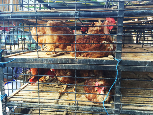 Chicken sold in Bali Market