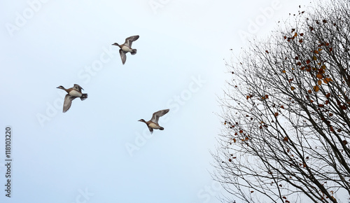 Autumn tree and bird migration