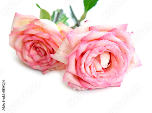 beautiful pink roses on a white background