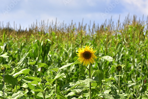 tournesol