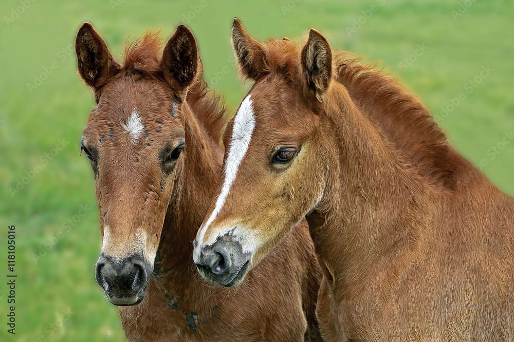 two little foal walking on green meadow two little foal walking on green meadow
