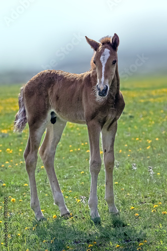 young small brown foal grazing in a meadow