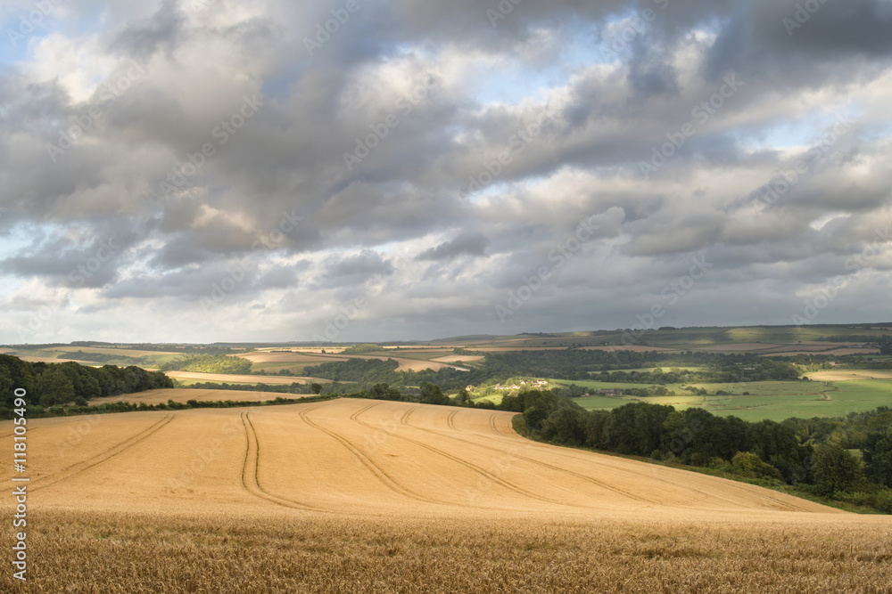 Beautiful landscape image of huge agricultural field of barley o
