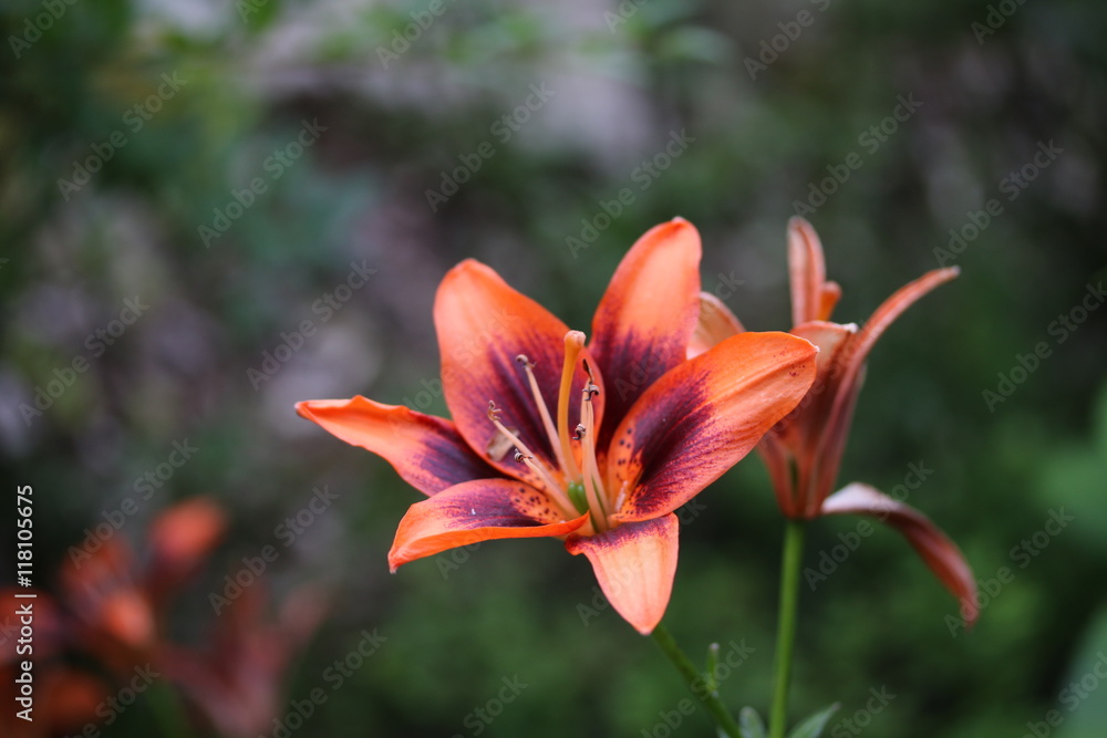 Fototapeta premium Zweifarbige Lilie