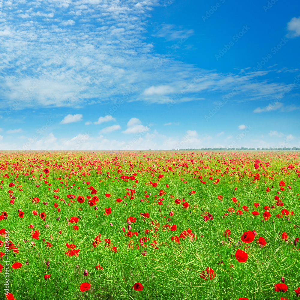 meadow with wild poppies and blue sky