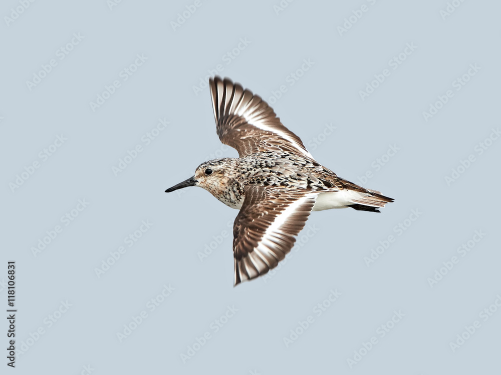 Sanderling (Calidris alba)