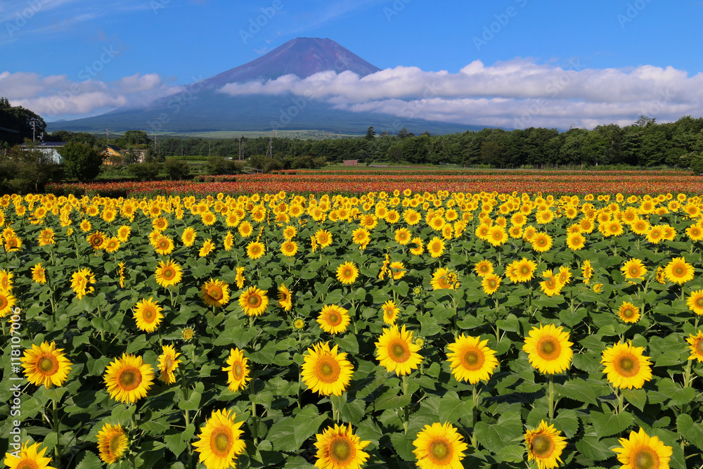 花の都公園　ヒマワリと富士山