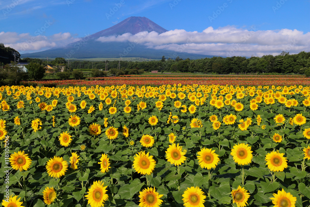 Fototapeta premium 花の都公園 ヒマワリと富士山
