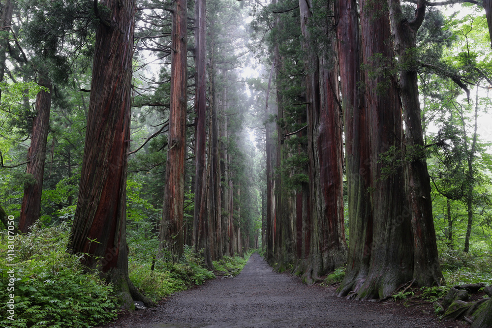 Obraz premium 戸隠神社奥社 参道杉並木