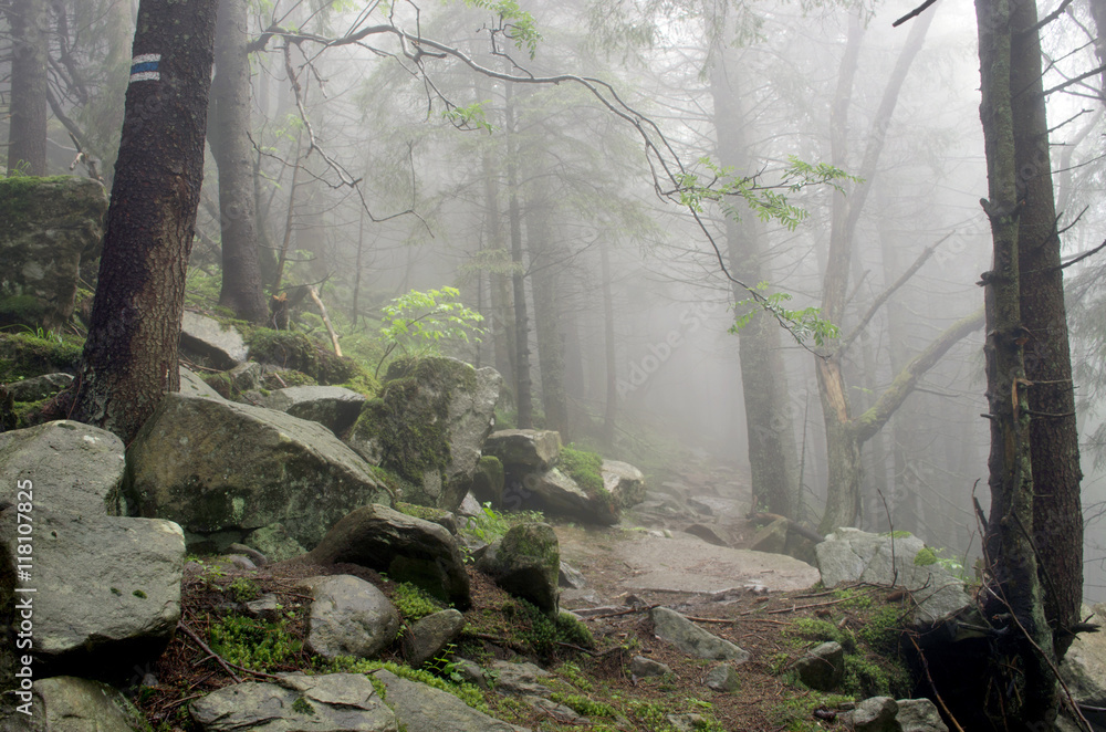 Obraz premium Beautiful summer forest mountain path