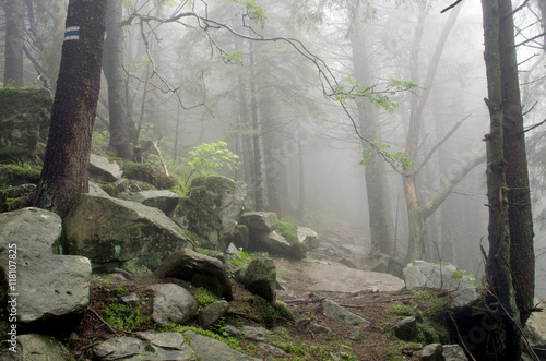 Beautiful summer forest mountain path