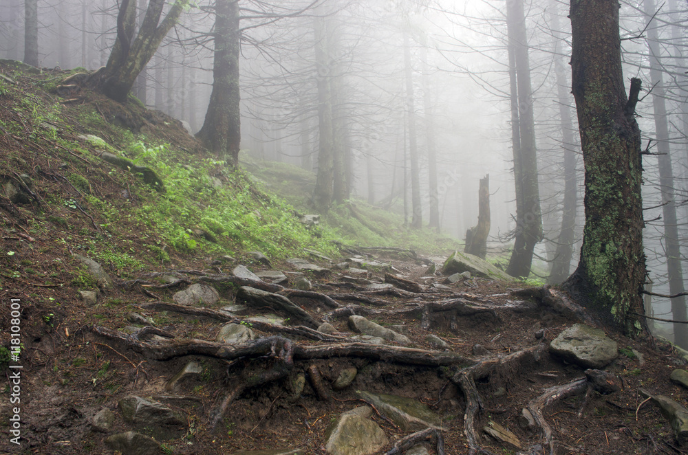 Fototapeta premium Beautiful summer forest mountain path