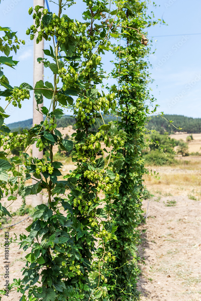 Plantation growing hops in Bulgaria. Thousands of hop plants, th
