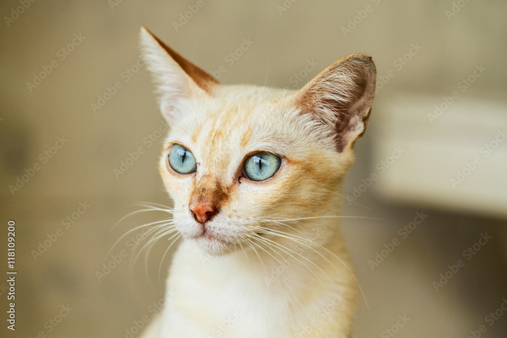 Cat focus of the right eye Cat focus of the right eye
