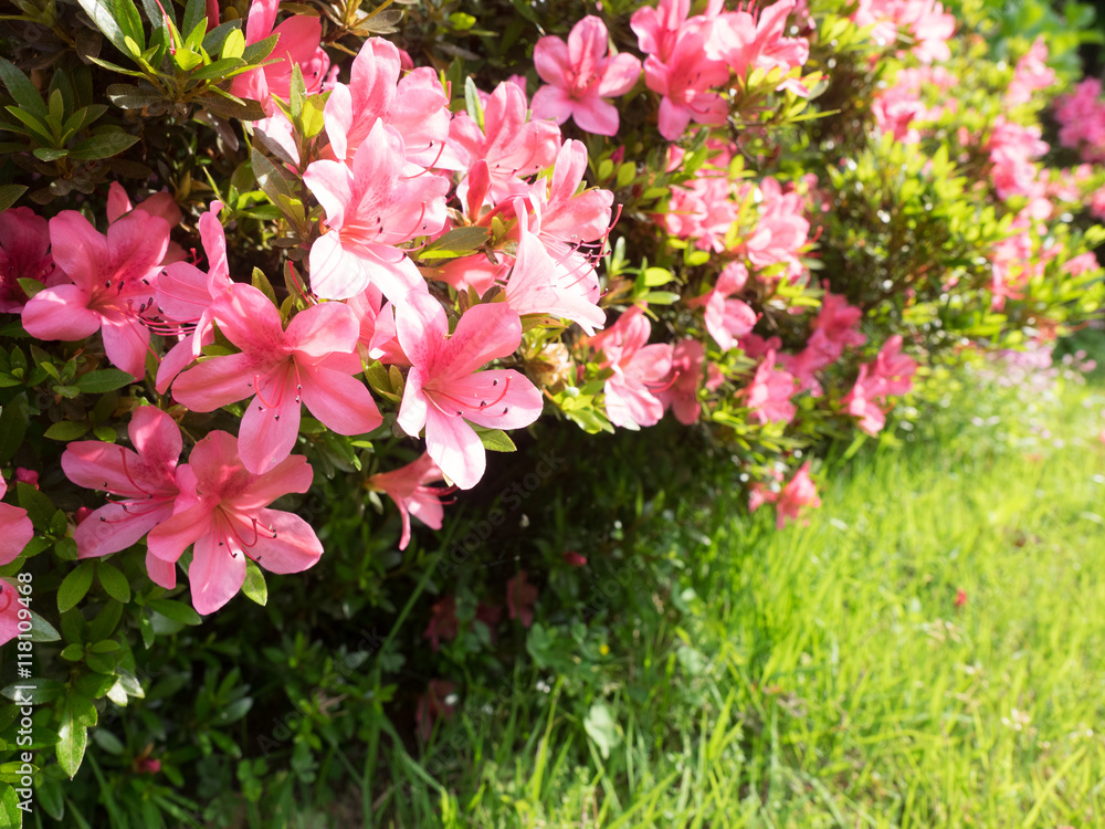 Obraz premium azaleas