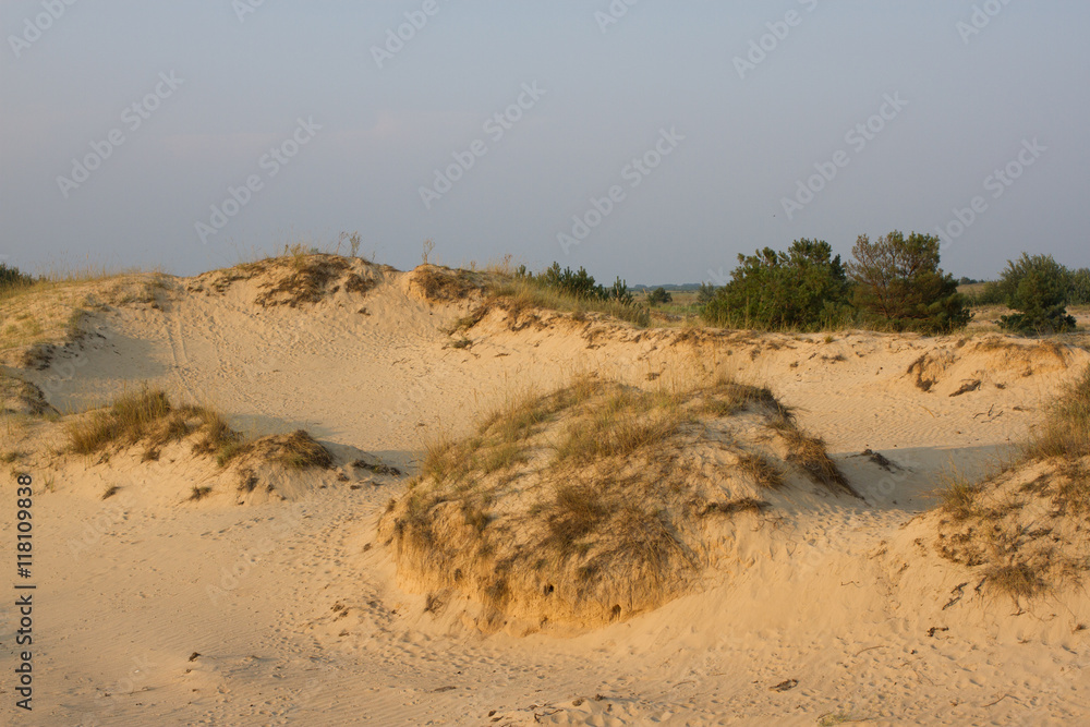 Sunset sand landscape, yellow desert, beach with pine tree and grass Sunset sand landscape, yellow desert, beach with pine tree and grass