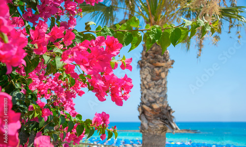 Bright pink flowers and the sea on the coast of Cyprus