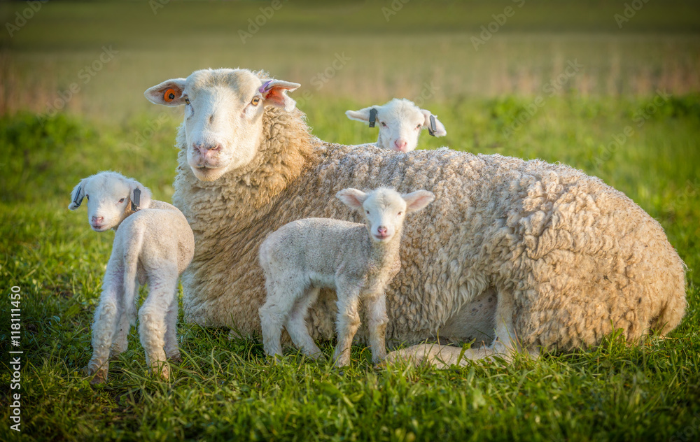 Fototapeta premium sheep and 3 lambs