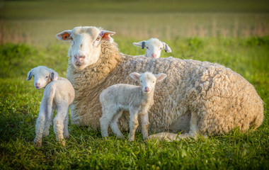 Ingelijste posters Schaap Moederschaap met drie lammetjes  © pelooyen