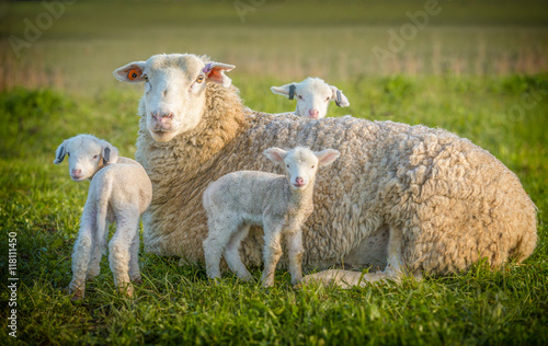 sheep and 3 lambs