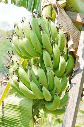 Banana tree with a bunch of bananas in Thailand.