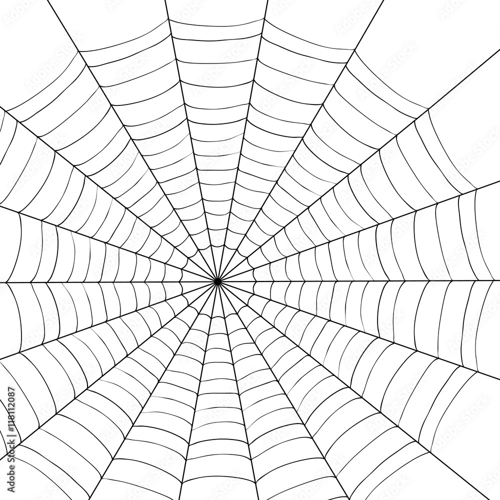 spider illustration spider illustration