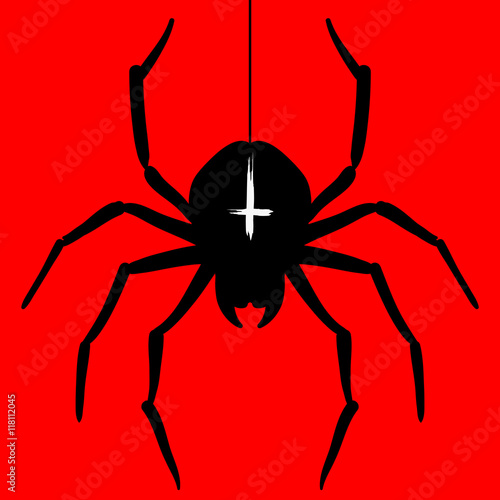 spider illustration